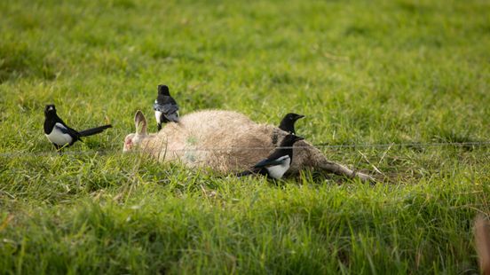 Entire sheep sector at risk from bluetongue There must be