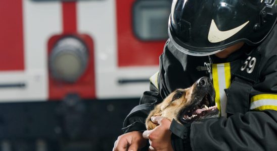 Firefighters save his dog he receives a bill for 10000