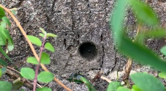 Five trees dead in Amersfoort after poisoning This is sad