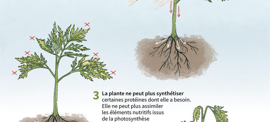 Glyphosate causing neurodegenerative diseases These links which remain to be