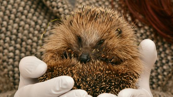 Hundreds of sick hedgehogs can go to Frederike and Stefs