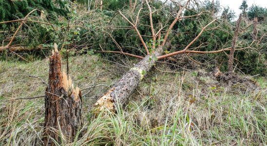 Hundreds of trees falling in just a few days