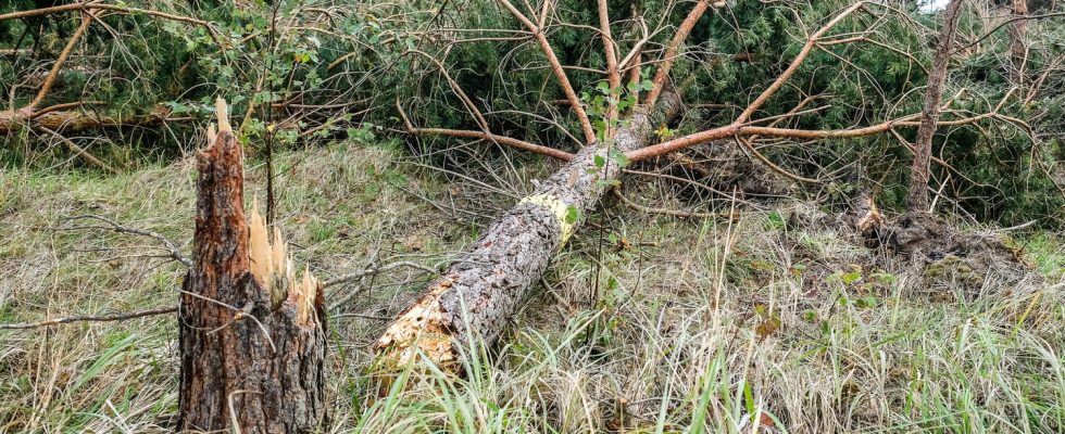 Hundreds of trees falling in just a few days