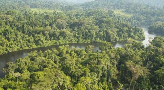 Illegal deforestation threatens Congo Basin forest says NGO