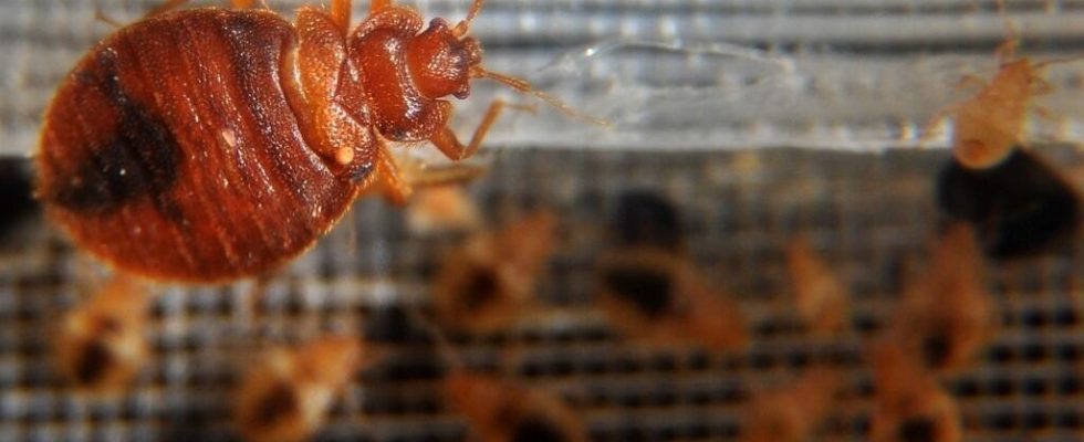 In France the growing scourge of bedbugs