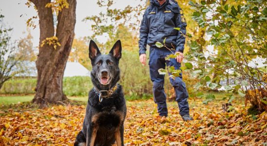 Krogstorps Sky this years police dog