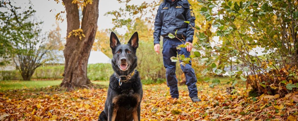 Krogstorps Sky this years police dog