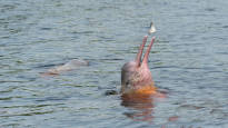 More than a hundred endangered Amazon dolphins died in Brazil