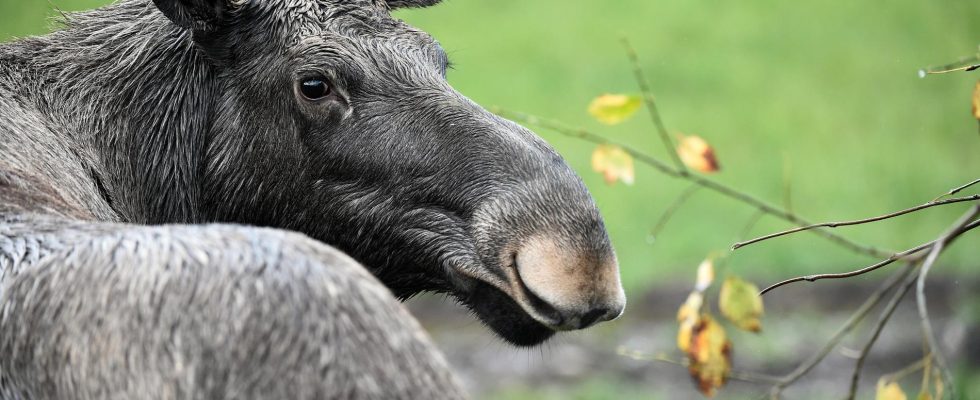 New and gratifying findings about the health of Swedish moose