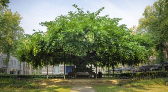 Not the IJsselstein red beech but the Marialinde in Oisterwijk