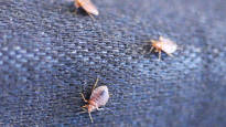 Paris declared war on bedbugs during the Olympics video