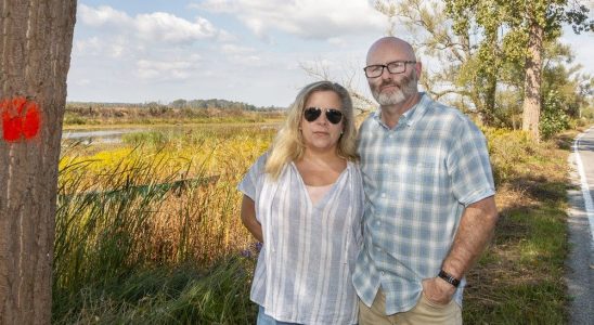 Removal of 109 trees along Long Point causeway raises concern