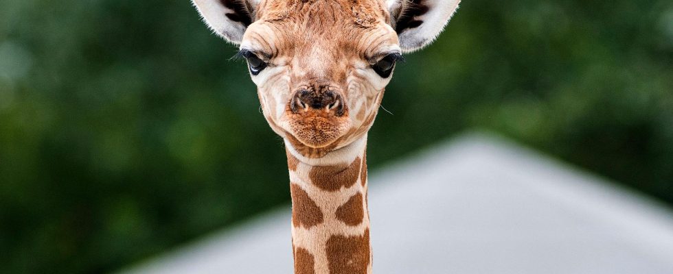 Stop at customs for giraffe poo