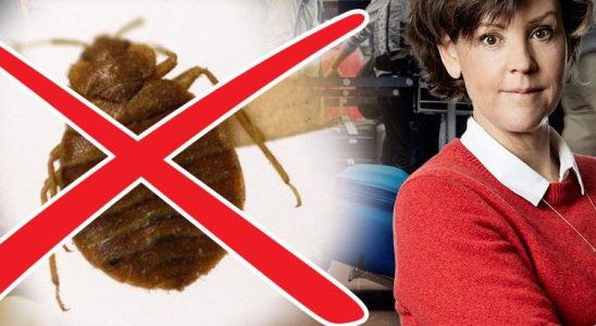 The travel expert How to avoid bedbugs