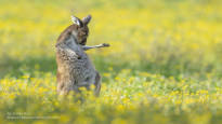 The winner of the funny animal pictures is being searched