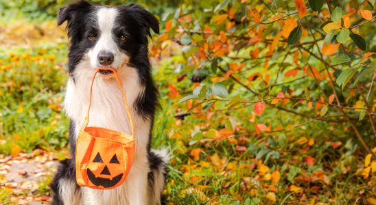 This seasonal fruit can harm your pet precautions to take