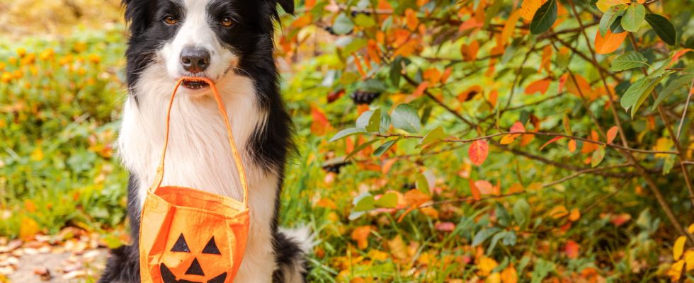 This seasonal fruit can harm your pet precautions to take