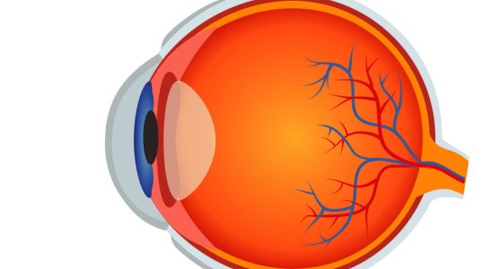 What is the macular ganglion cell complex GCC