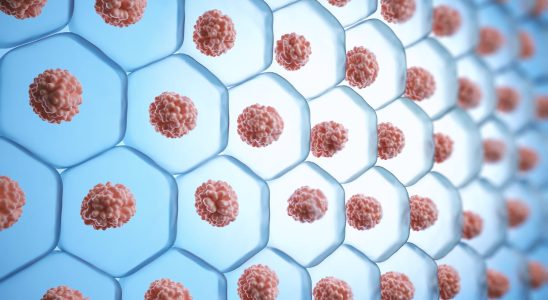 What is the purpose of the plasma membrane