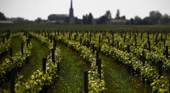 living near vineyards increases the risk of leukemia in children