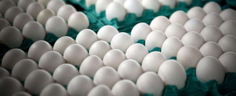 unprecedented bird flu causes egg shortages