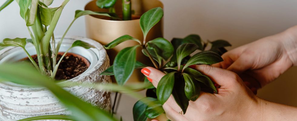 A florist assures us pretty houseplants in winter are possible