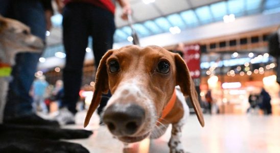 A paw patrol calms travelers at the cursed Berlin airport