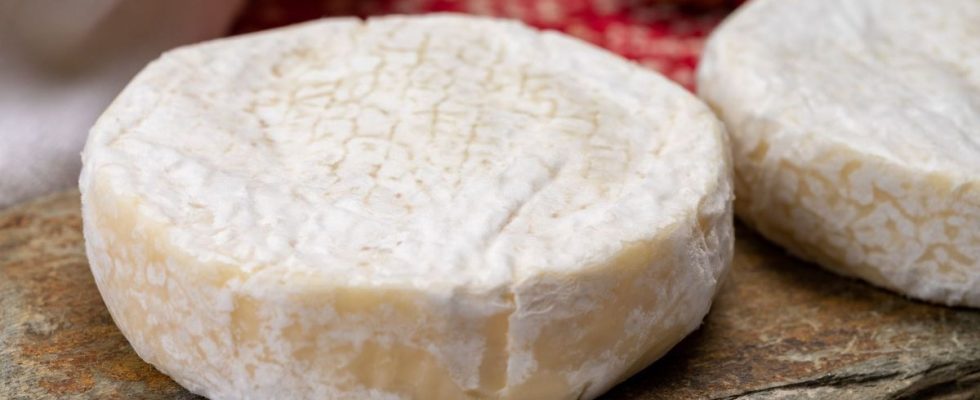 Do not consume this cheese contaminated with Escherichia Coli bacteria