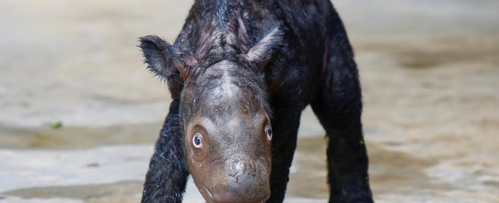 Endangered rhino born in Indonesia