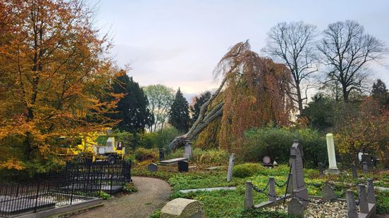 Fallen weeping beech at Soestbergen cemetery leaves a huge hole