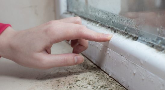 Few French people know these plants keep mold away from