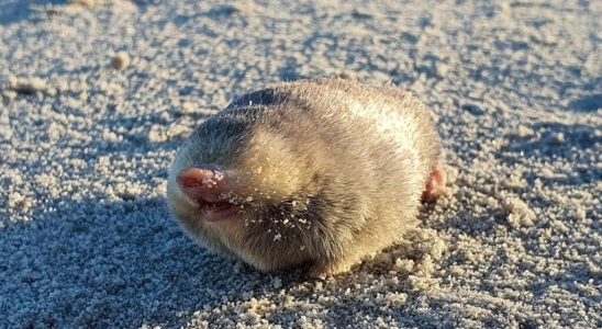 Golden mole spotted in South Africa for first time in