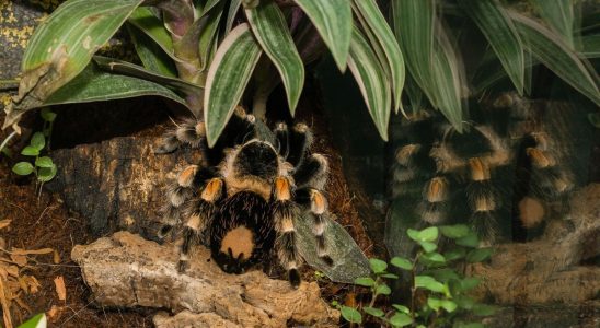 He finds a tarantula in his garden How to react