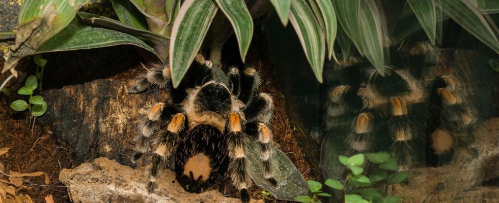 He finds a tarantula in his garden How to react