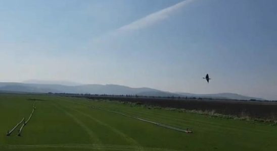 High school students designed it Autonomous robotic bird Thanks to