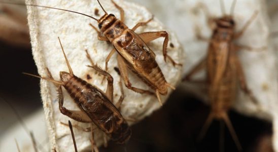 Insect meal in your food