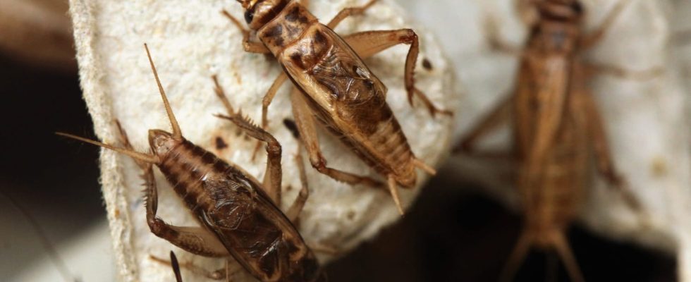 Insect meal in your food