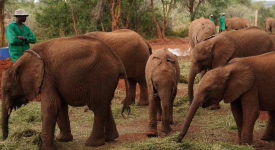 Kenya rare birth of twin elephants