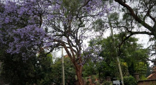 New holiday in Kenya Everyone should plant trees