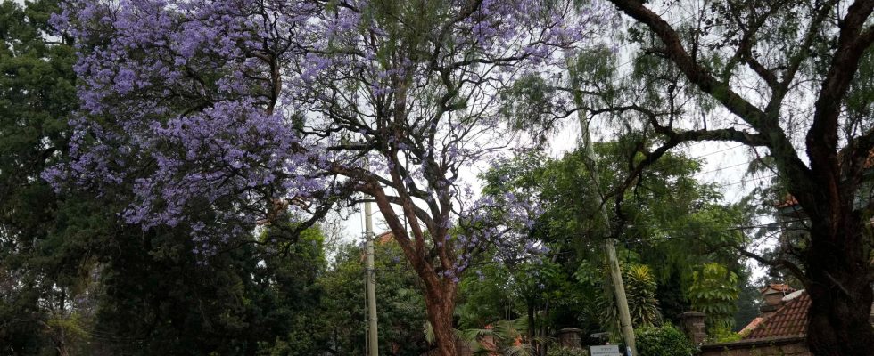 New holiday in Kenya Everyone should plant trees