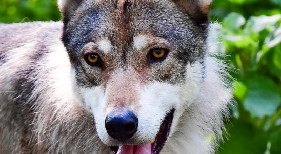 New protection hunt for the Scanian wolf