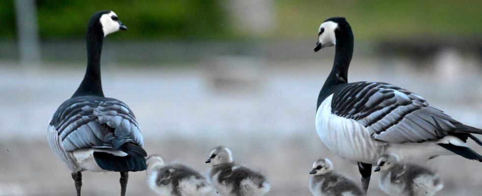 Nuisance geese threaten Kastrup airport