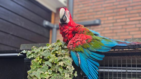 Parrot from Maarssenbroek has been missing for four days Its