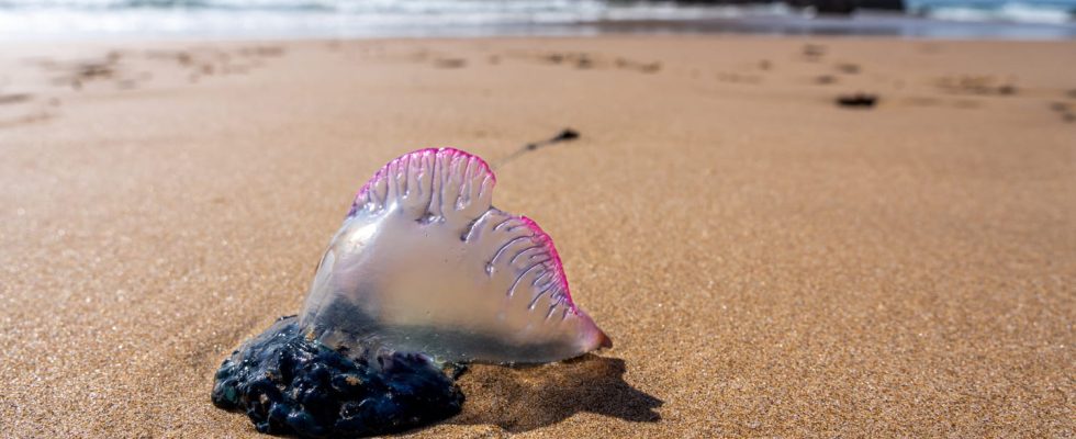 Sea bladder how to relieve a snail sting