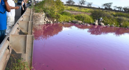 The ponds mysterious transformation – turned bright pink