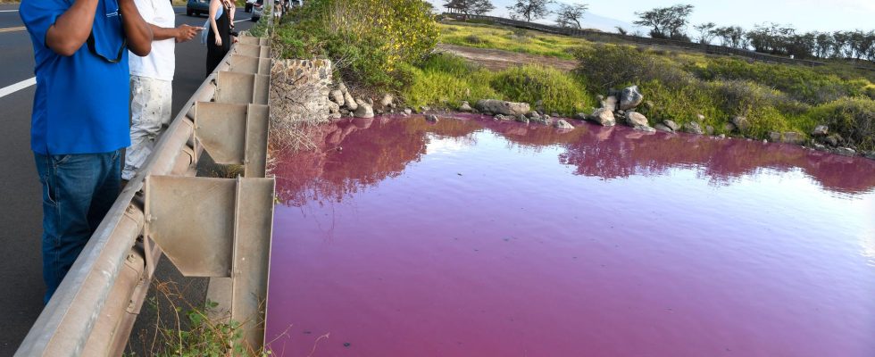 The ponds mysterious transformation – turned bright pink