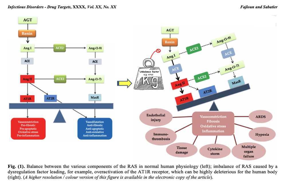 Balance between the various components of the RAS at the level of normal human physiology (left);  RAS imbalance caused by a deregulatory factor leading, for example, to overactivation of the AT1R receptor, which can be highly deleterious for the human body (right).