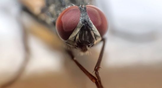 Unusual a fly discovered intact in a patients colon