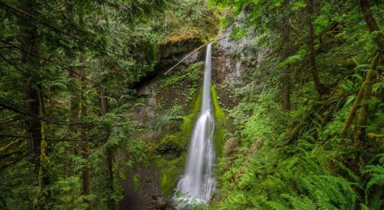 Watching nature videos could be enough to improve mental health