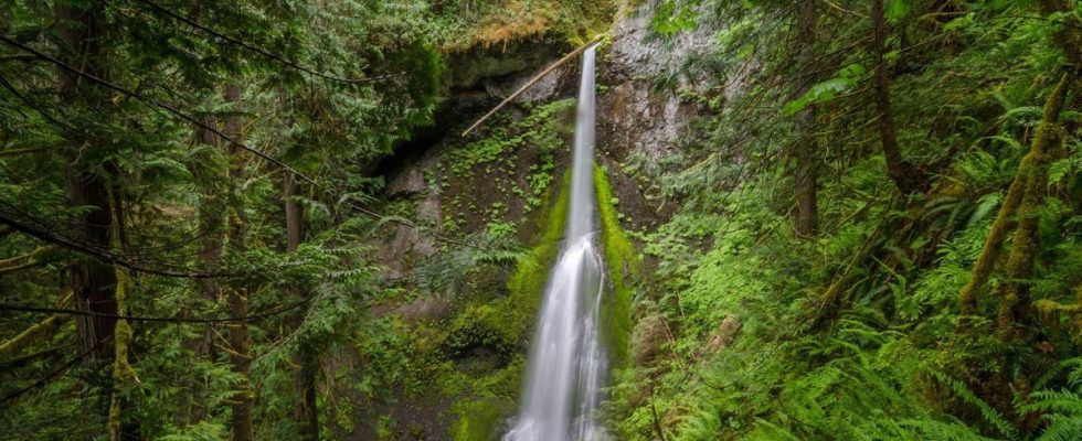 Watching nature videos could be enough to improve mental health